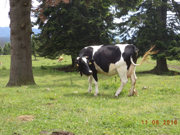 Vaca de la Florica-64g