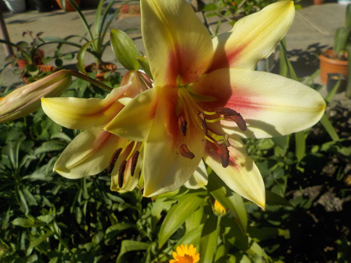 DSCN0670[1] - crini de gradina