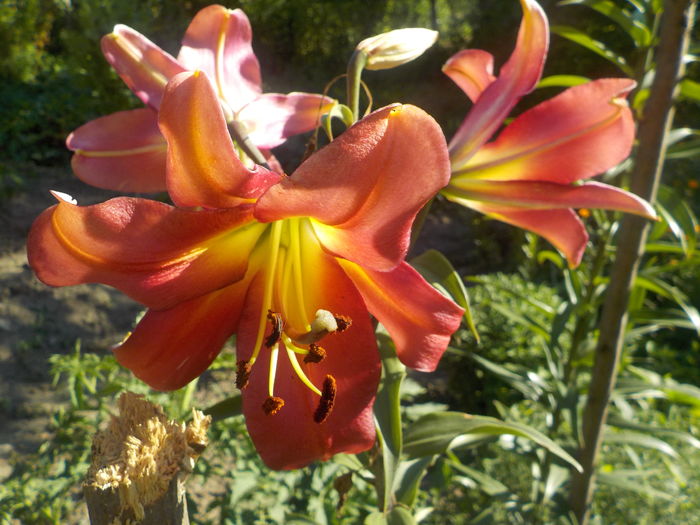 DSCN0673[1] - crini de gradina