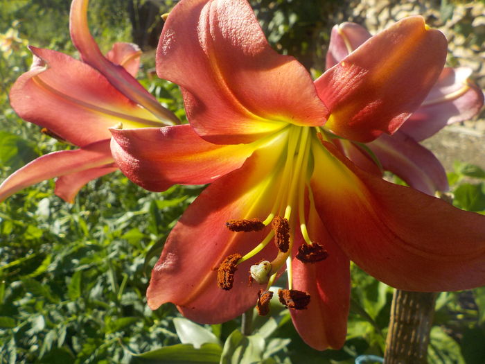 DSCN0674[1] - crini de gradina