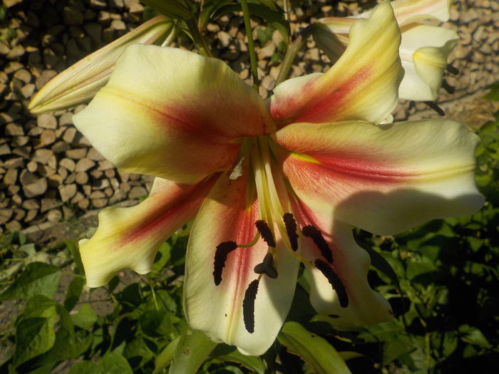 DSCN0678[1] - crini de gradina