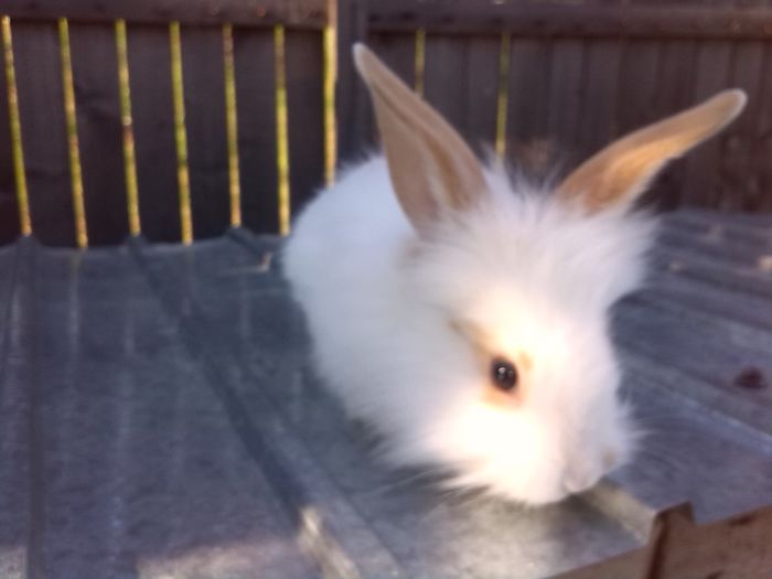 IMG_20160710_184811; de vanzare
