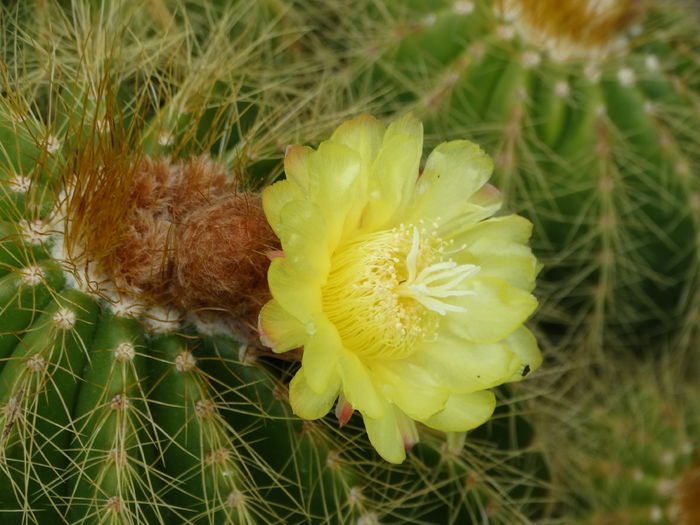 DSC08852 - Cactusi si suculente 2015-2016-2017