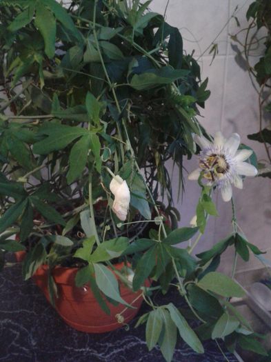 passiflora 30 lei - Flori de apartament