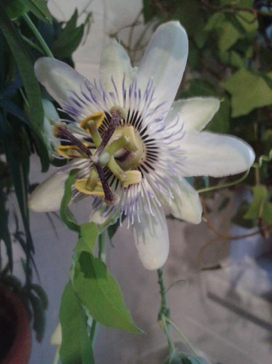 passiflora floare - Flori de apartament