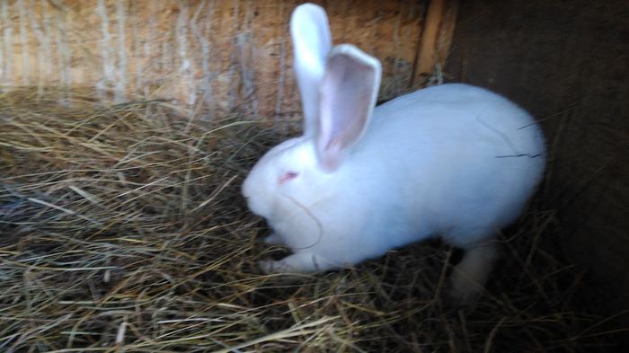 IMG_20160526_171753; Mascul luna a 2a de la campionul european holzinger steffen
