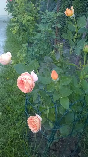 WP_20160711_06_04_53_Pro - Trandafiri 2016