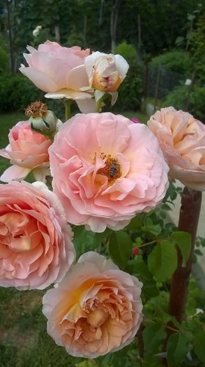 WP_20160710_11_38_32_Pro