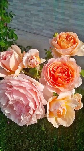 WP_20160709_08_59_23_Pro - Trandafiri 2016