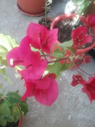 20160711_090925 - Bougainvillea rosie-Don Mario