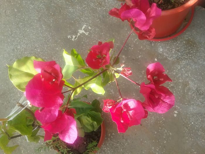 20160711_090916 - Bougainvillea rosie-Don Mario