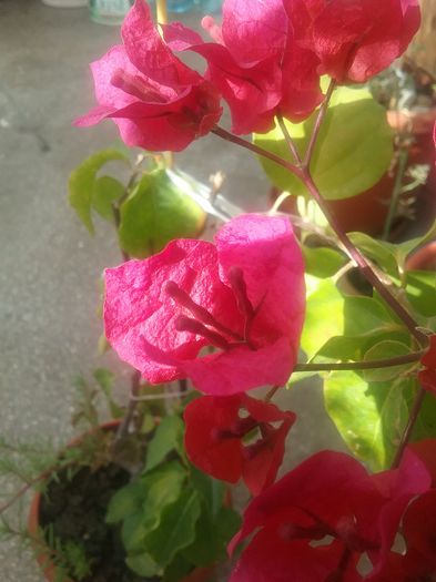 20160711_090856 - Bougainvillea rosie-Don Mario