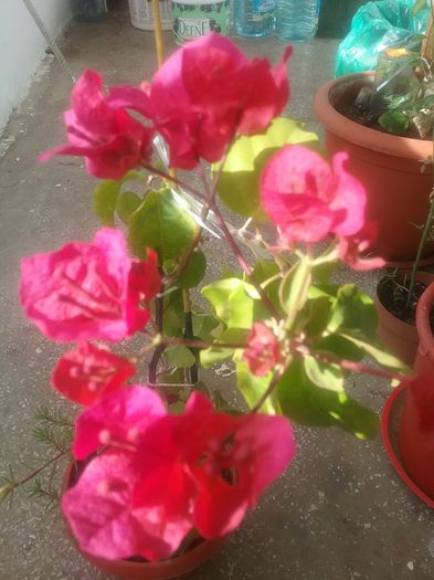 20160711_090849 - Bougainvillea rosie-Don Mario