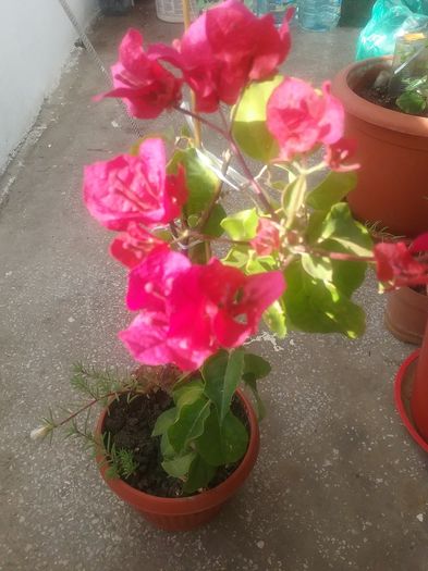 20160711_090844 - Bougainvillea rosie-Don Mario