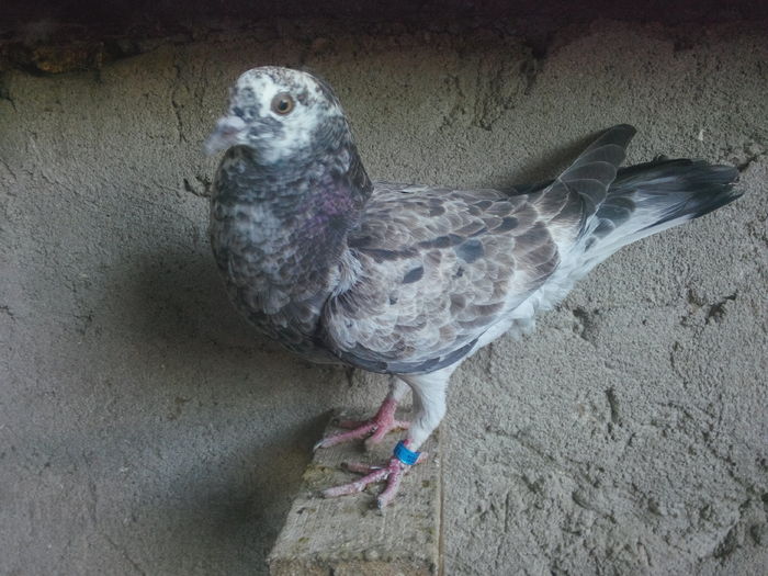 femela; IMG_20160711_071504
