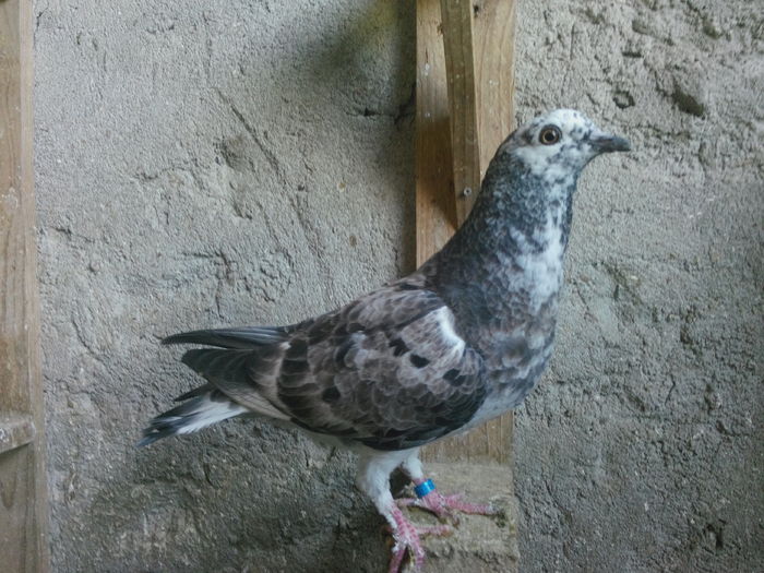 Perechea 6 - seria 1; IMG_20160711_071555
