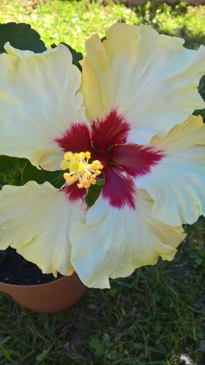 WP_20160711_11_51_48_Pro - Hibiscus Boreas White