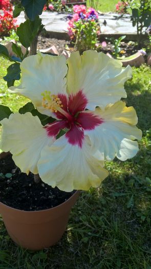 WP_20160711_11_51_33_Pro - Hibiscus Boreas White