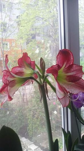 FB_IMG_1468227429008 - Amaryllis iarna2015