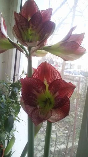 FB_IMG_1468227339603 - Amaryllis iarna2015