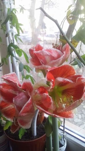 FB_IMG_1468227328568 - Amaryllis iarna2015