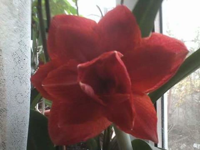 FB_IMG_1468227162994 - Amaryllis iarna2015