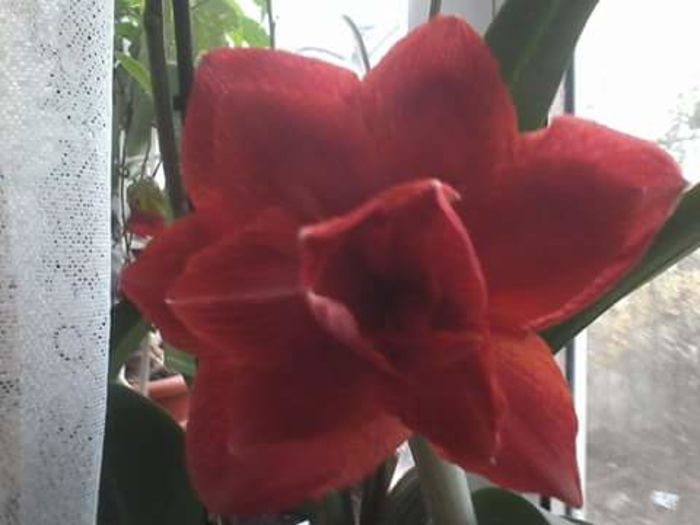 FB_IMG_1468227152974 - Amaryllis iarna2015