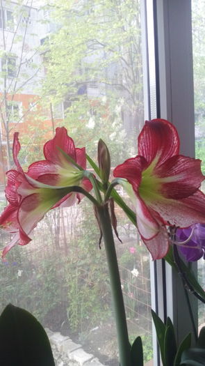 IMG_20160407_090322 - Amaryllis iarna2015