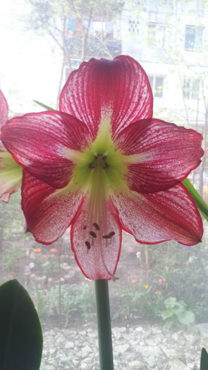 IMG_20160407_090311 - Amaryllis iarna2015