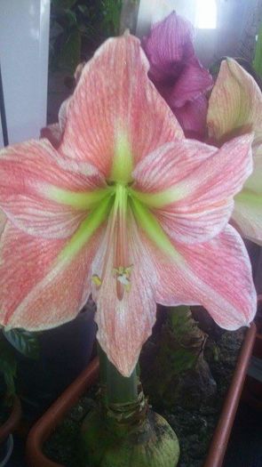 received_1026215227438101 - Amaryllis iarna2015