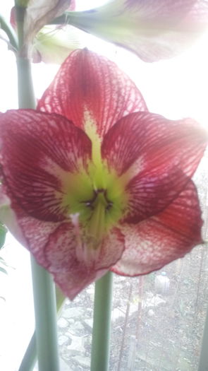 IMG_20160226_160732 - Amaryllis iarna2015