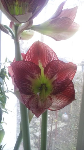 IMG_20160226_160719 - Amaryllis iarna2015