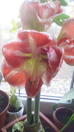 IMG_20160226_154419 - Amaryllis iarna2015