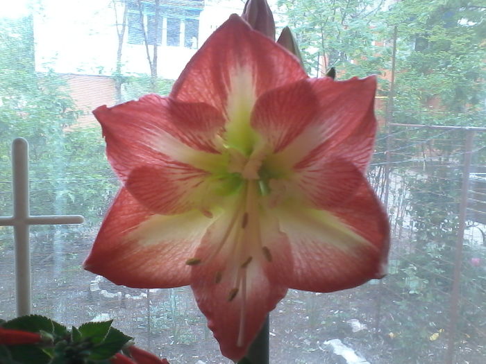 IMG_20150420_180219 - Amaryllis iarna2015