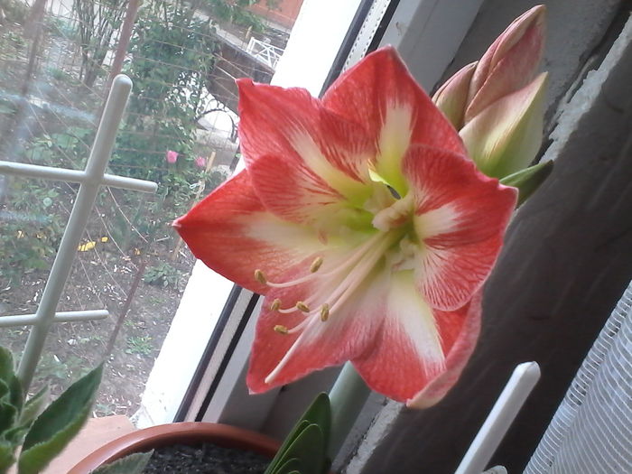 IMG_20150420_175945 - Amaryllis iarna2015