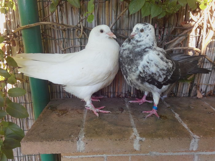 pereche; IMG_20160708_072149
