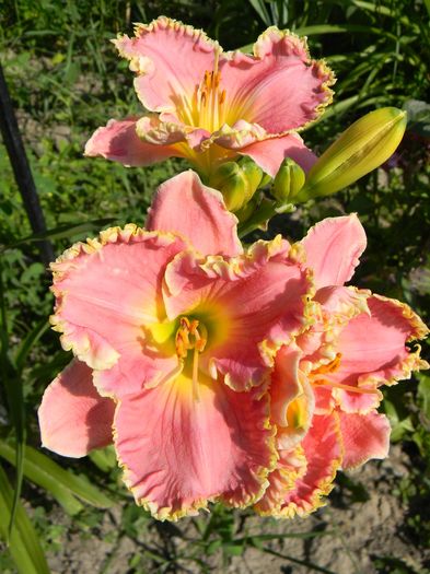 Shores of time - Hemerocallis 2016