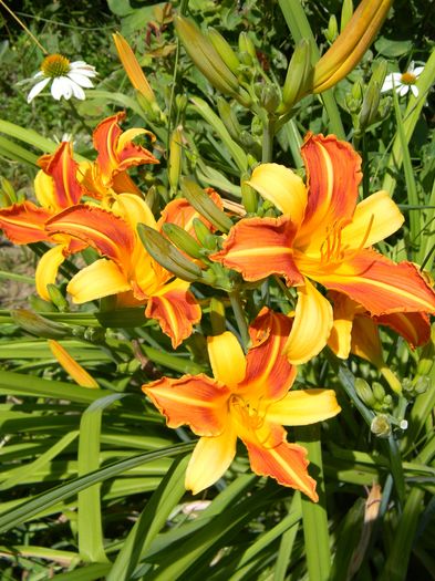 Frans Hals - Hemerocallis 2016