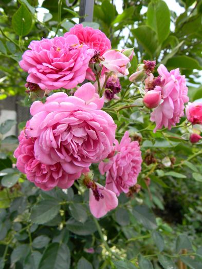 Melina - suuuper harnica - Trandafiri urcatori 2016