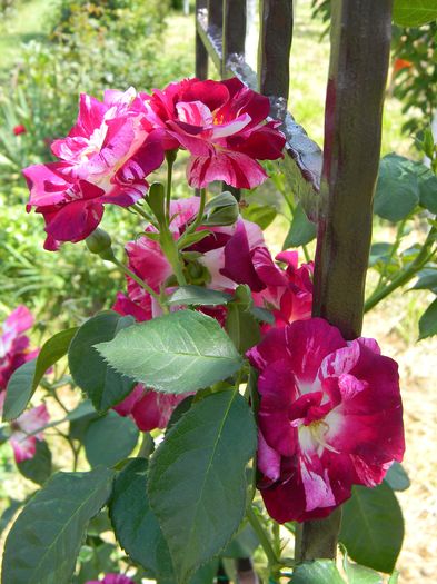 Purple splash - Trandafiri urcatori 2016