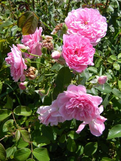 Harlow carr - Trandafiri 2016