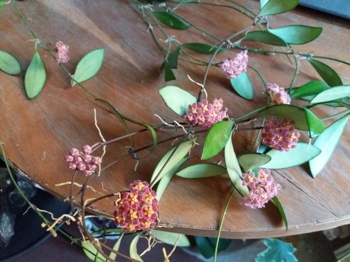 bucurii - hoya infloriri