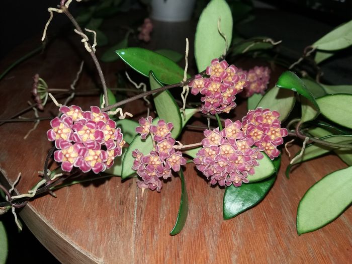 bucurii - hoya infloriri