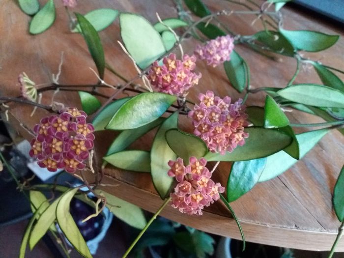 si iar bucurii - hoya infloriri