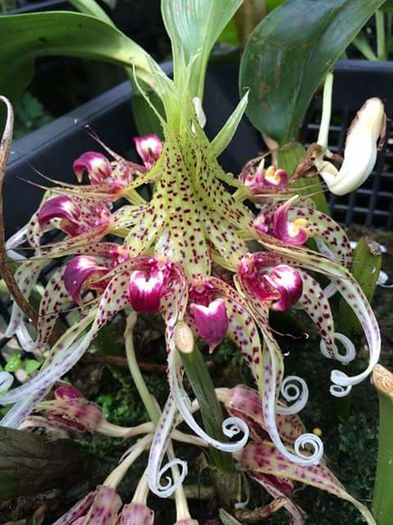 Bulbophyllum binnendijkii - Caut  Wishlist