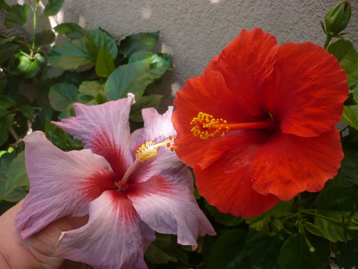 P1280142 - HIBISCUSI 2016-3