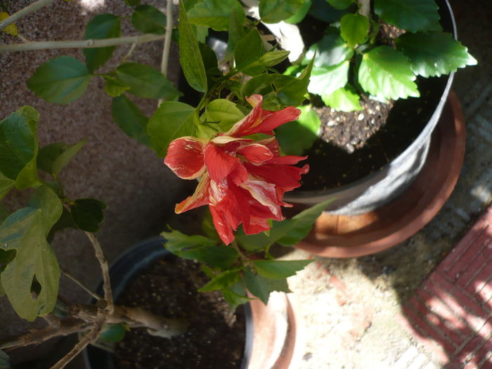P1280145 - HIBISCUSI 2016-3