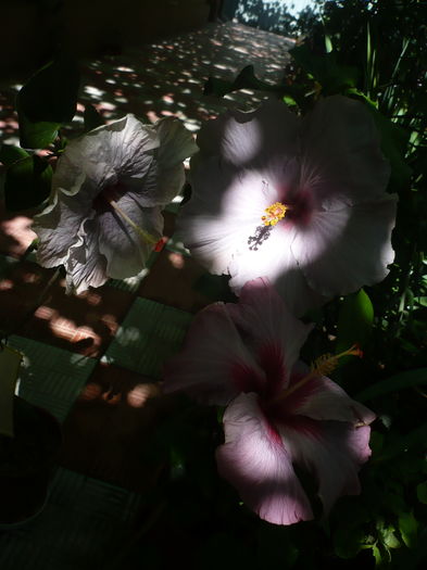 P1280148 - HIBISCUSI 2016-3