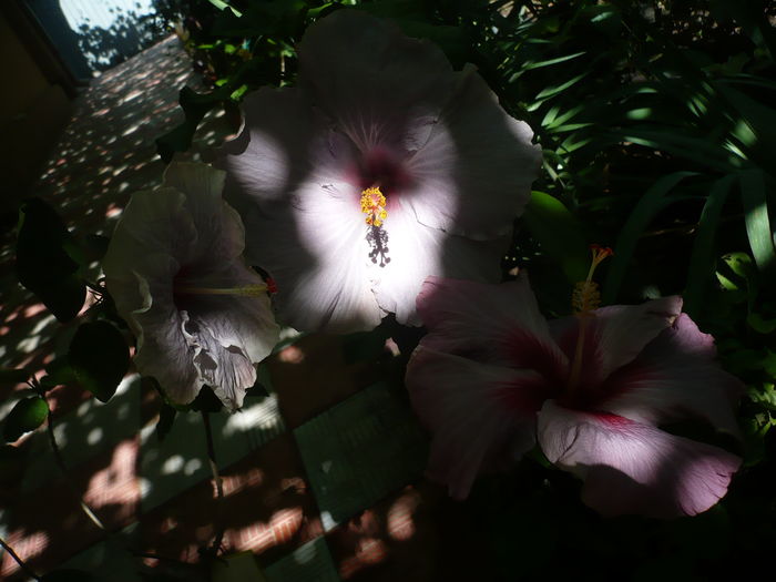 P1280149 - HIBISCUSI 2016-3