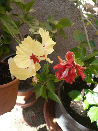 P1280155 - HIBISCUSI 2016-3